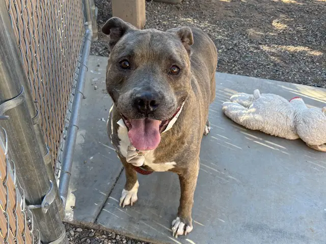 Sasha - American Pit Bull Terrier