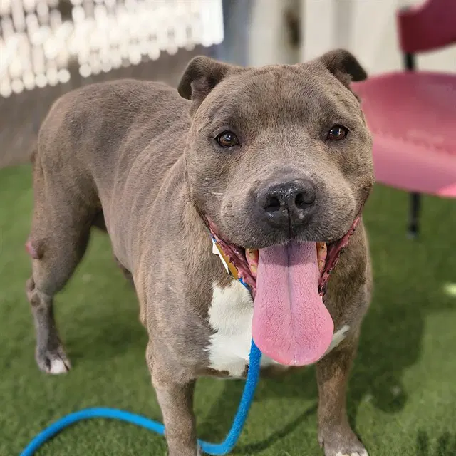Sasha - American Pit Bull Terrier