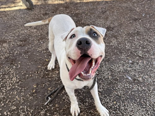 STORM, a dog for adoption from Maricopa County Animal Care & Control - West Valley Animal Care Center
