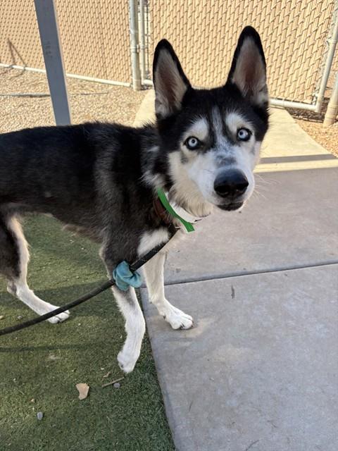 PUPSICLE, a dog for adoption from Maricopa County Animal Care & Control - West Valley Animal Care Center