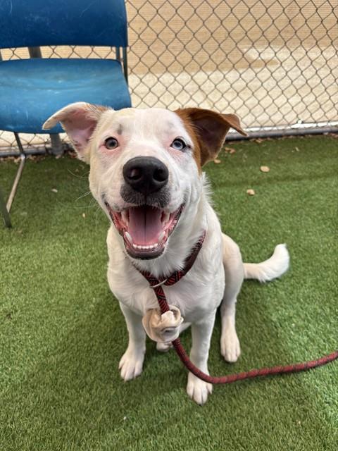 ALVIN, a dog for adoption from Maricopa County Animal Care & Control - West Valley Animal Care Center