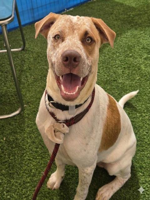 BRAVO, a dog for adoption from Maricopa County Animal Care & Control - West Valley Animal Care Center