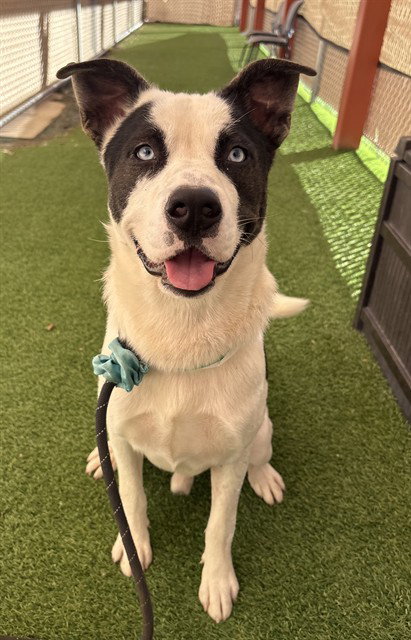 THEO, a dog for adoption from Maricopa County Animal Care & Control - West Valley Animal Care Center