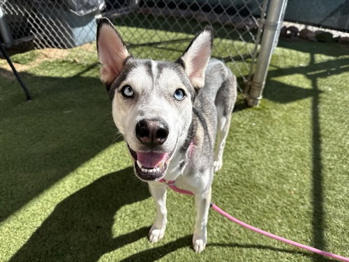 PENELOPE, a dog for adoption from Maricopa County Animal Care & Control - West Valley Animal Care Center