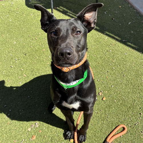 THUNDER, a dog for adoption from Maricopa County Animal Care & Control - West Valley Animal Care Center