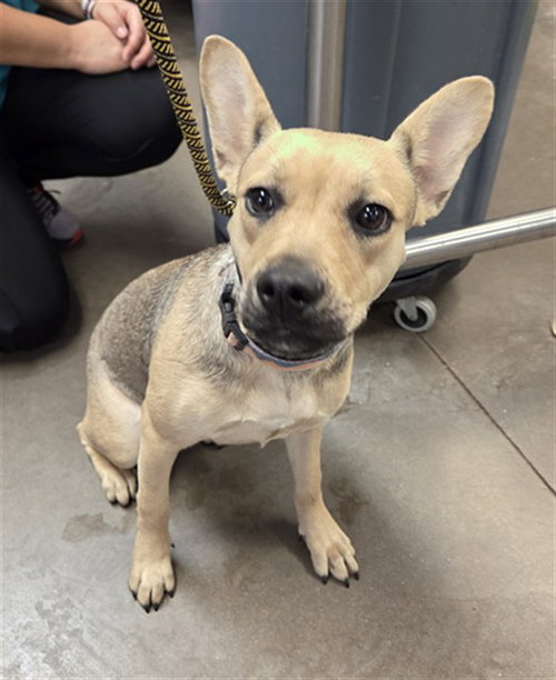 ALESANA, a dog for adoption from Maricopa County Animal Care & Control - West Valley Animal Care Center