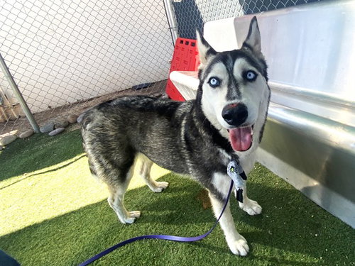 TULIP, a dog for adoption from Maricopa County Animal Care & Control - West Valley Animal Care Center