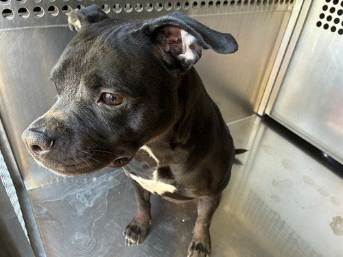MARCIE, a dog for adoption from Maricopa County Animal Care & Control - West Valley Animal Care Center
