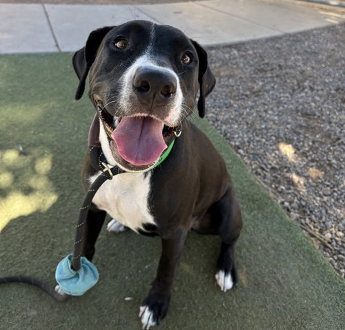 MUFFIN, a dog for adoption from Maricopa County Animal Care & Control - West Valley Animal Care Center