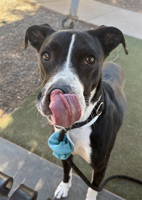 BRANDY, a dog for adoption from Maricopa County Animal Care & Control - West Valley Animal Care Center