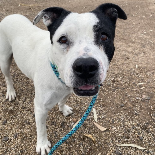 SPOT, a dog for adoption from Maricopa County Animal Care & Control - West Valley Animal Care Center