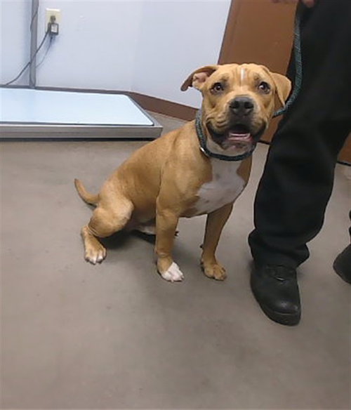 KINGSLEY, a dog for adoption from Maricopa County Animal Care & Control - West Valley Animal Care Center