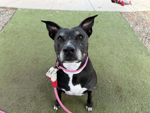 MELANIE, a dog for adoption from Maricopa County Animal Care & Control - West Valley Animal Care Center