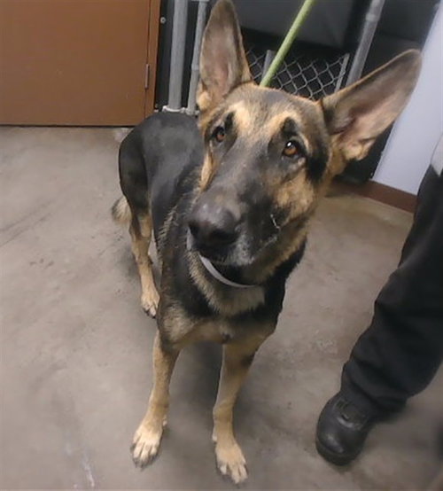 ROCCO, a dog for adoption from Maricopa County Animal Care & Control - West Valley Animal Care Center