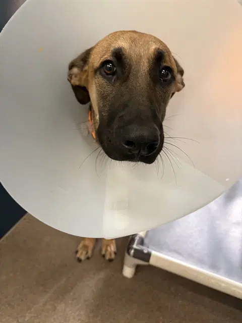 Mal Mal - Belgian Shepherd Malinois