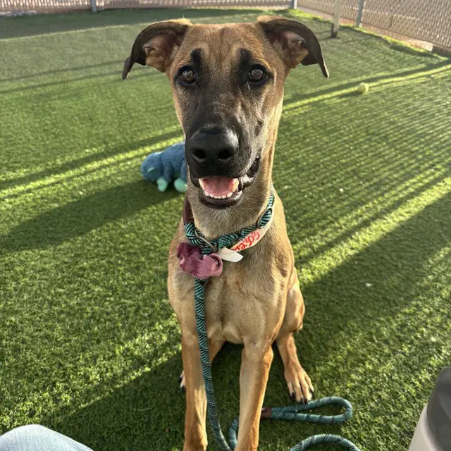 Mal Mal - Belgian Shepherd Malinois