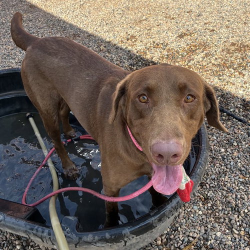 MAY, a dog for adoption from Maricopa County Animal Care & Control - West Valley Animal Care Center