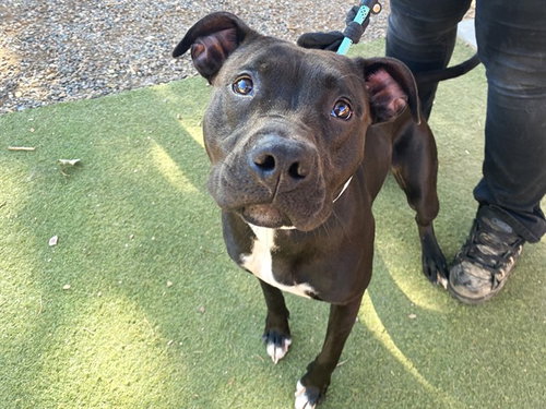 SPIRIT, a dog for adoption from Maricopa County Animal Care & Control - West Valley Animal Care Center