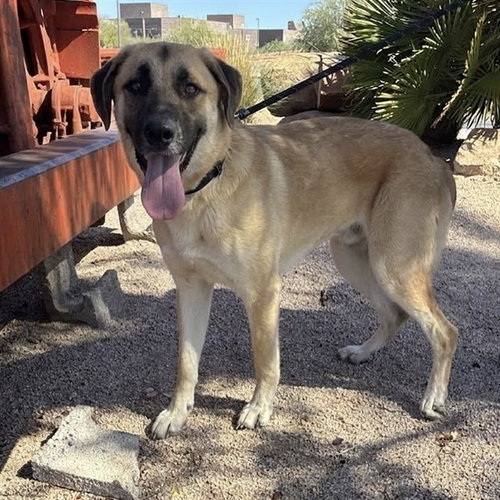 FIDDLE, a dog for adoption from Maricopa County Animal Care & Control - West Valley Animal Care Center