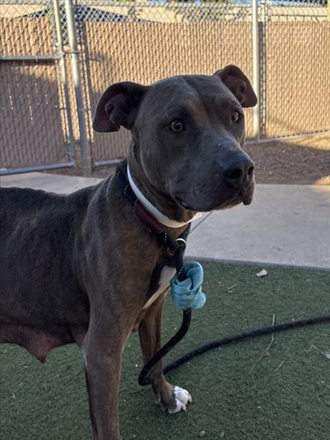 WAVERLY, a dog for adoption from Maricopa County Animal Care & Control - West Valley Animal Care Center