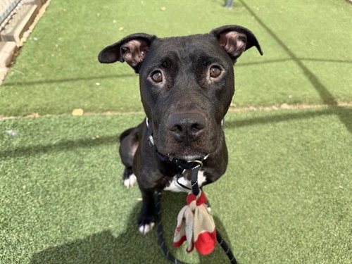 ORCHARD, a dog for adoption from Maricopa County Animal Care & Control - West Valley Animal Care Center