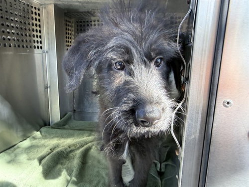 BLACK SHEEP, a dog for adoption from Maricopa County Animal Care & Control - West Valley Animal Care Center