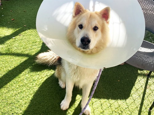 WOOFY, a dog for adoption from Maricopa County Animal Care & Control - West Valley Animal Care Center