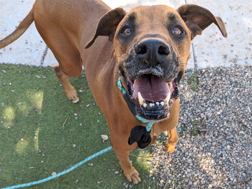 PLATYPUS, a dog for adoption from Maricopa County Animal Care & Control - West Valley Animal Care Center