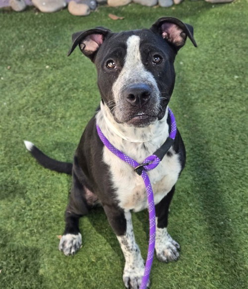 REYNA, a dog for adoption from Maricopa County Animal Care & Control - West Valley Animal Care Center