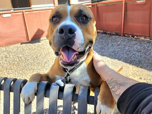 ARWEN, a dog for adoption from Maricopa County Animal Care & Control - West Valley Animal Care Center