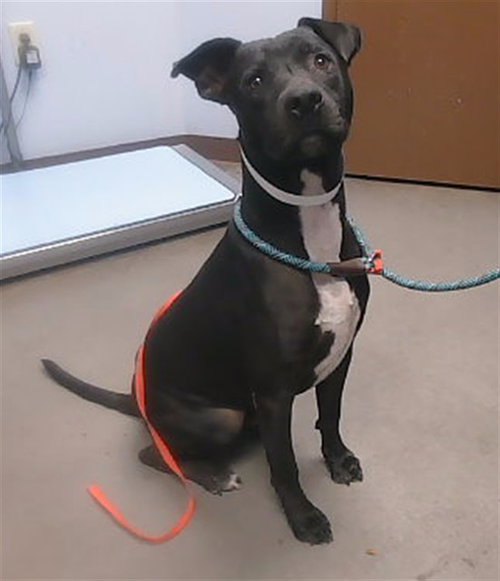 FENWICK, a dog for adoption from Maricopa County Animal Care & Control - West Valley Animal Care Center