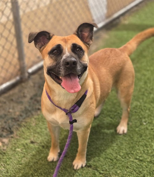 MAPLE, a dog for adoption from Maricopa County Animal Care & Control - West Valley Animal Care Center