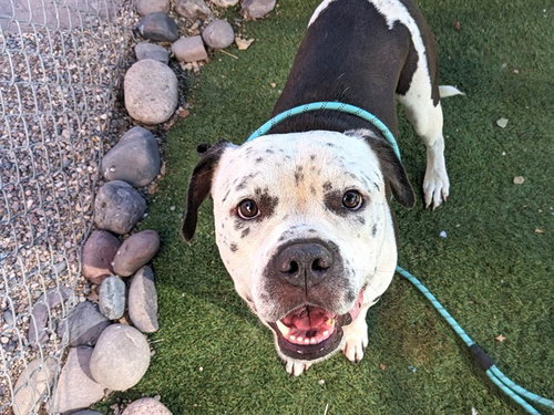 MANCHITAS, a dog for adoption from Maricopa County Animal Care & Control - West Valley Animal Care Center