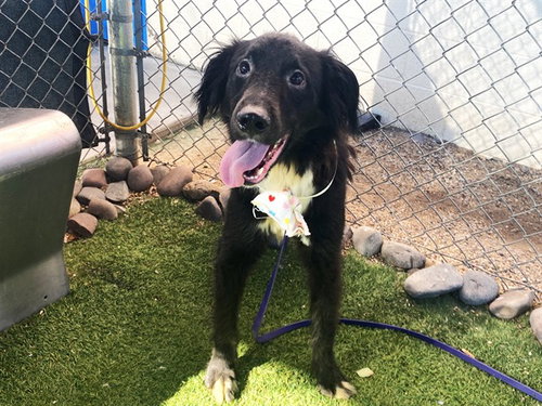 HOLLY, a dog for adoption from Maricopa County Animal Care & Control - West Valley Animal Care Center