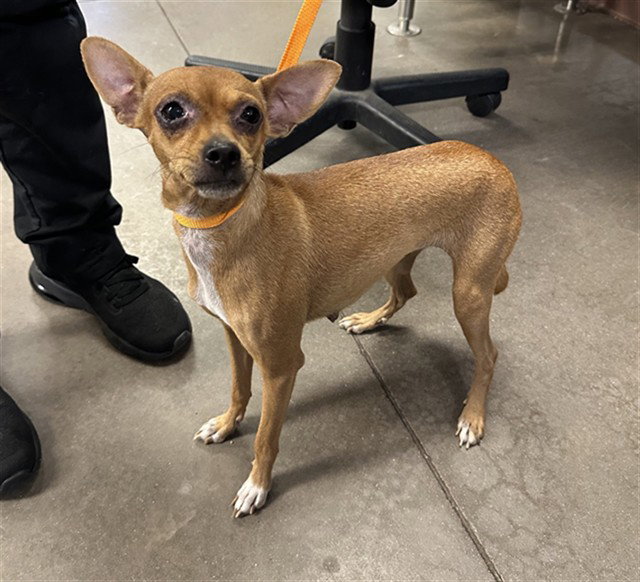 Gazelle, Chihuahua