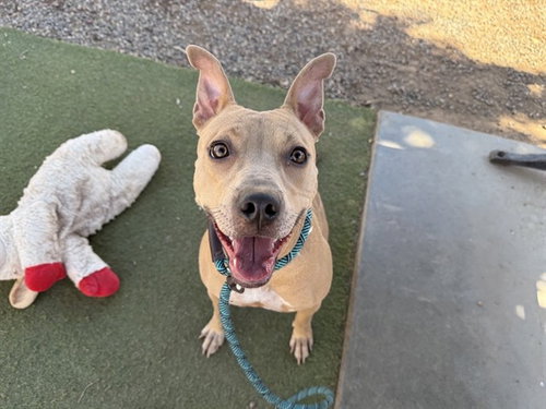 MOONSTONE, a dog for adoption from Maricopa County Animal Care & Control - West Valley Animal Care Center