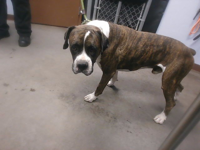 Philly, Boxer