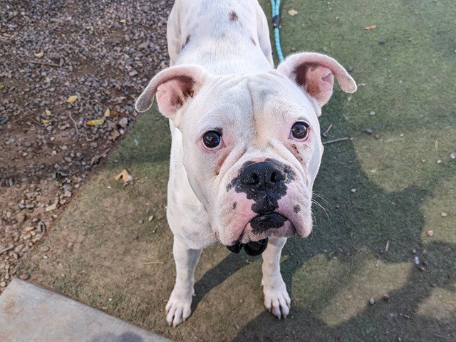 Sweet Pea, Boxer