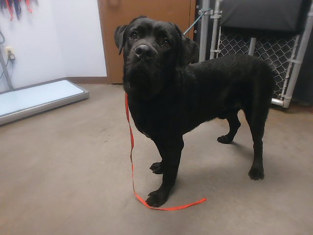 Blueberry, Mastiff