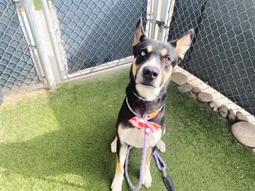 SLICK, a dog for adoption from Maricopa County Animal Care & Control - West Valley Animal Care Center