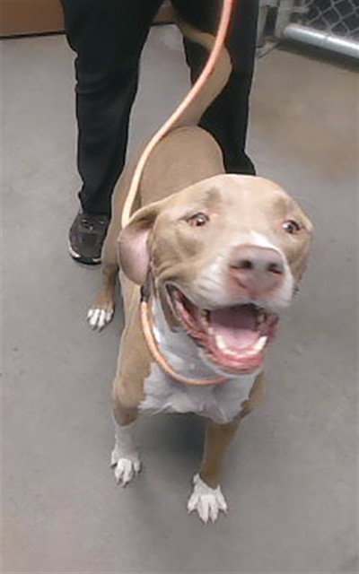 MIA, a dog for adoption from Maricopa County Animal Care & Control - West Valley Animal Care Center