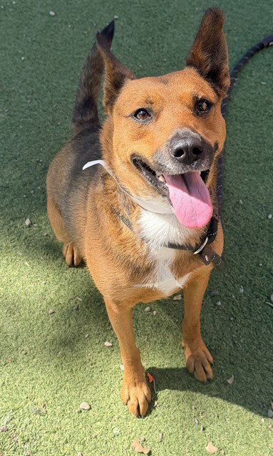 GEMINI, a dog for adoption from Maricopa County Animal Care & Control - West Valley Animal Care Center