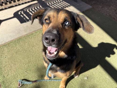 BARRY, a dog for adoption from Maricopa County Animal Care & Control - West Valley Animal Care Center