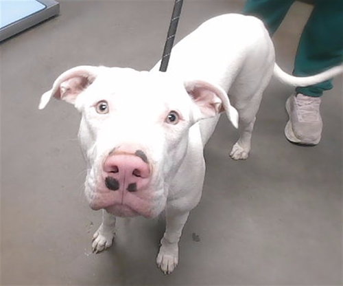 STEVIE, a dog for adoption from Maricopa County Animal Care & Control - West Valley Animal Care Center