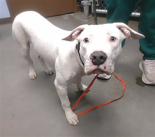HEART, a dog for adoption from Maricopa County Animal Care & Control - West Valley Animal Care Center