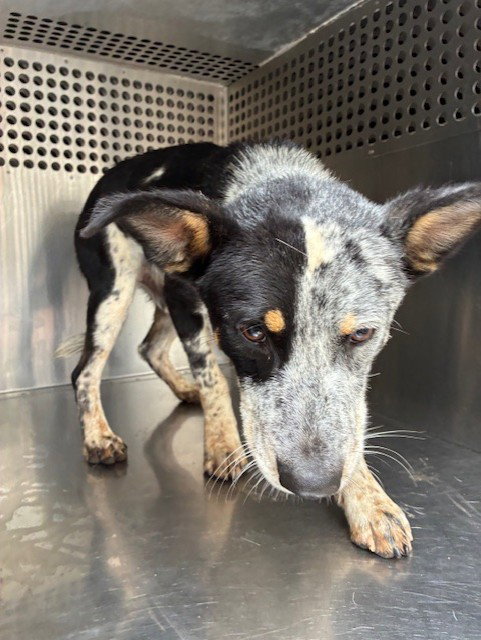 CHOCO CHIP, a dog for adoption from Maricopa County Animal Care & Control - West Valley Animal Care Center