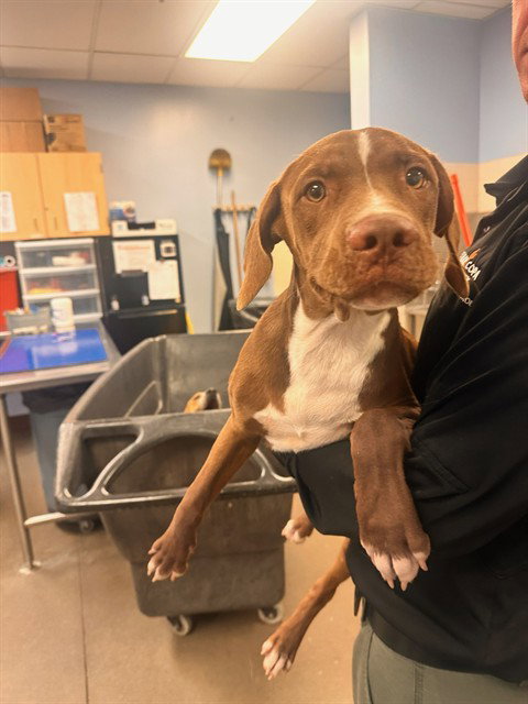 MIKEY, a dog for adoption from Maricopa County Animal Care & Control - West Valley Animal Care Center