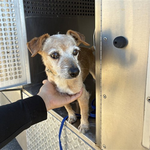 MANGO, a dog for adoption from Maricopa County Animal Care & Control - West Valley Animal Care Center