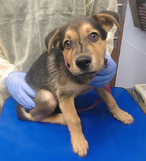 DOC, a dog for adoption from Maricopa County Animal Care & Control - West Valley Animal Care Center