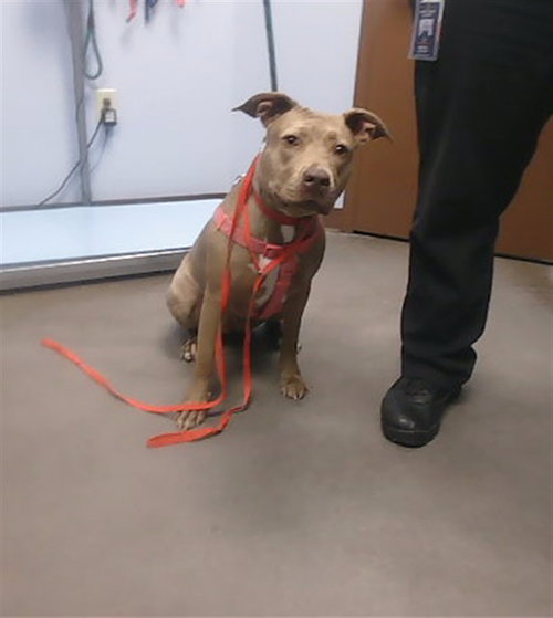 POOH, a dog for adoption from Maricopa County Animal Care & Control - West Valley Animal Care Center